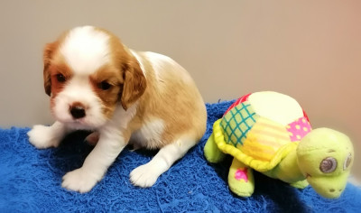 Les chiots de Cavalier King Charles Spaniel