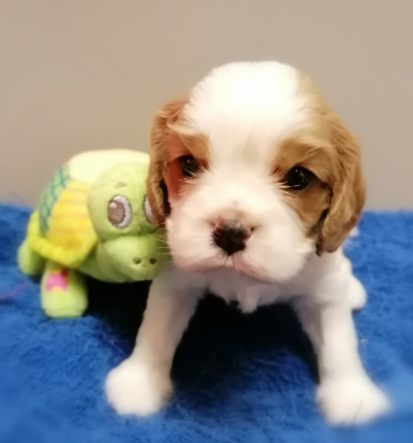 Les chiots de Cavalier King Charles Spaniel
