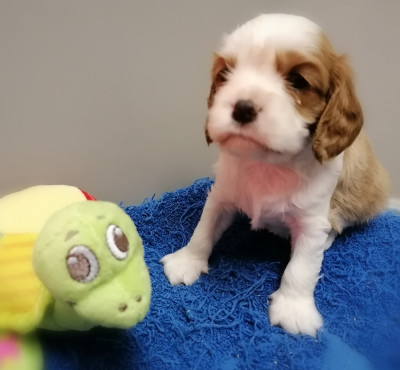 Les chiots de Cavalier King Charles Spaniel