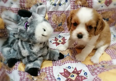 Les chiots de Cavalier King Charles Spaniel