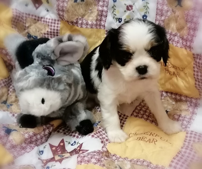 Les chiots de Cavalier King Charles Spaniel
