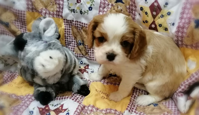 Les chiots de Cavalier King Charles Spaniel