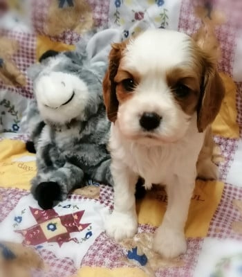 Les chiots de Cavalier King Charles Spaniel