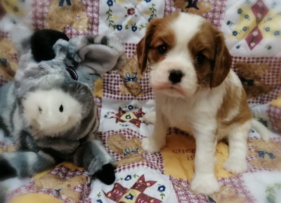 Les chiots de Cavalier King Charles Spaniel