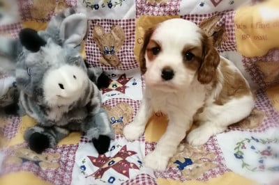 Les chiots de Cavalier King Charles Spaniel