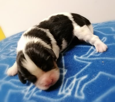 Les chiots de Cavalier King Charles Spaniel