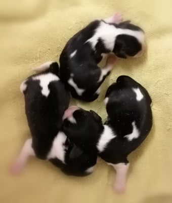 Les chiots de Cavalier King Charles Spaniel