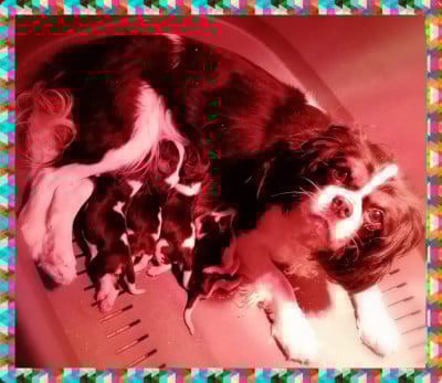 Les chiots de Cavalier King Charles Spaniel