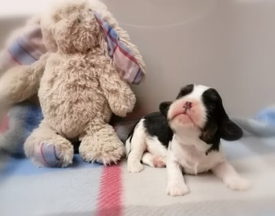 Les chiots de Cavalier King Charles Spaniel