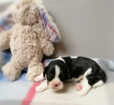 Les chiots de Cavalier King Charles Spaniel