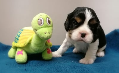 Les chiots de Cavalier King Charles Spaniel