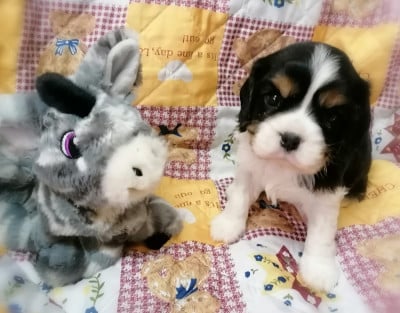 Les chiots de Cavalier King Charles Spaniel