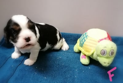 Les chiots de Cavalier King Charles Spaniel