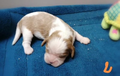 Les chiots de Cavalier King Charles Spaniel