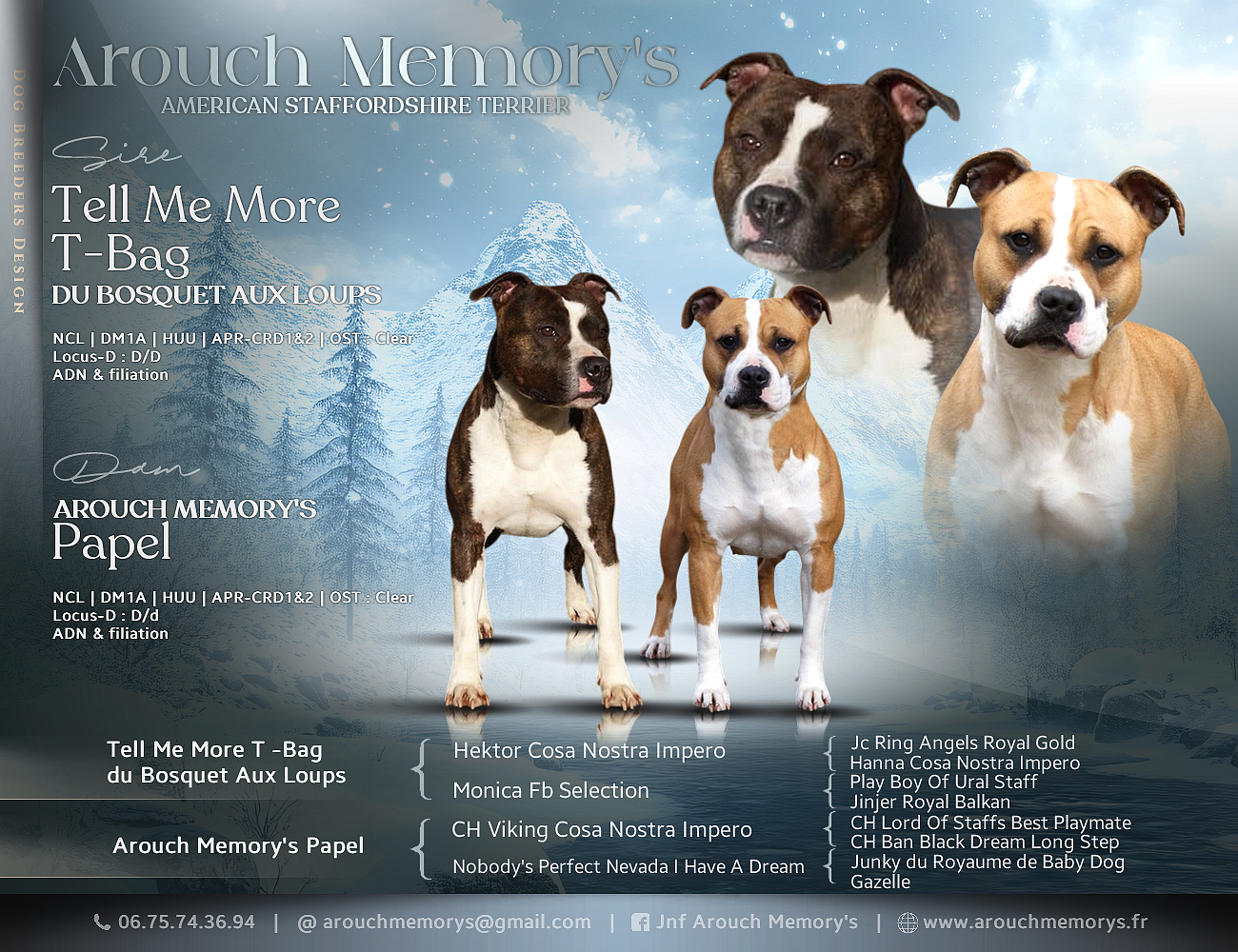 American Staffordshire Terrier - Arouch Memory's