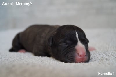 Les chiots de American Staffordshire Terrier