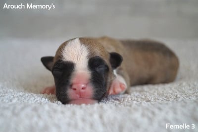 Les chiots de American Staffordshire Terrier