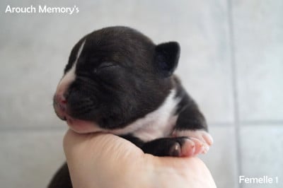 Les chiots de American Staffordshire Terrier