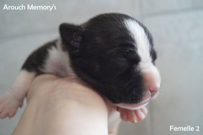 Les chiots de American Staffordshire Terrier