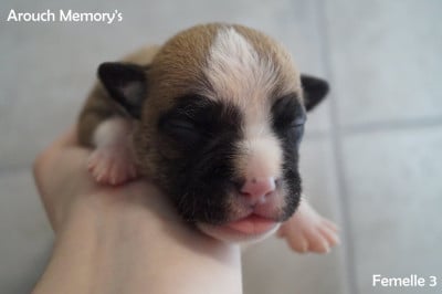 Les chiots de American Staffordshire Terrier