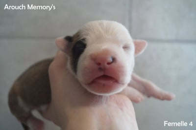 Les chiots de American Staffordshire Terrier