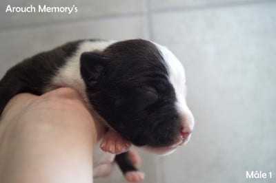 Les chiots de American Staffordshire Terrier