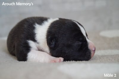 Les chiots de American Staffordshire Terrier