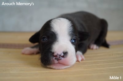 Les chiots de American Staffordshire Terrier
