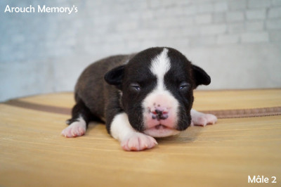 Les chiots de American Staffordshire Terrier