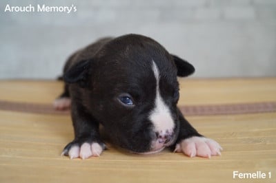 Les chiots de American Staffordshire Terrier