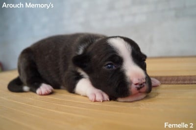 Les chiots de American Staffordshire Terrier