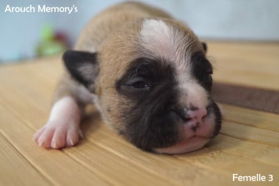 Les chiots de American Staffordshire Terrier