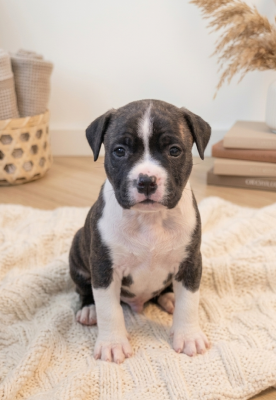 Les chiots de American Staffordshire Terrier