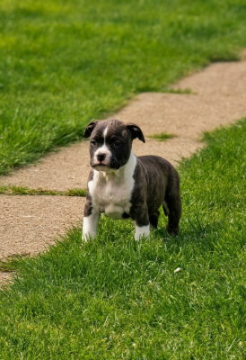 Les chiots de American Staffordshire Terrier