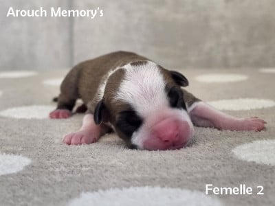 Les chiots de American Staffordshire Terrier