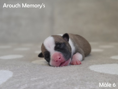 Les chiots de American Staffordshire Terrier