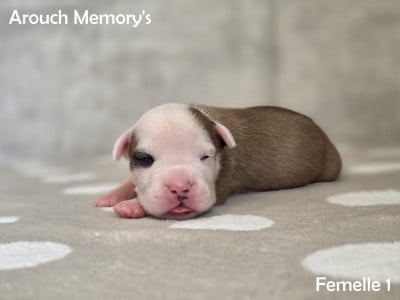 Les chiots de American Staffordshire Terrier
