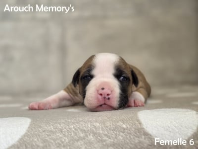Femelle 6 - American Staffordshire Terrier
