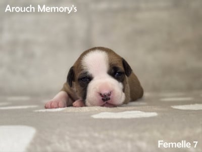 Femelle 7 - American Staffordshire Terrier