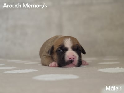 Mâle 1 - American Staffordshire Terrier