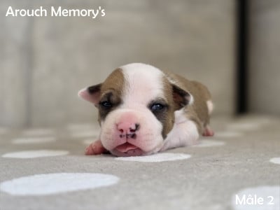 Mâle 2 - American Staffordshire Terrier