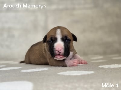 Mâle 4 - American Staffordshire Terrier