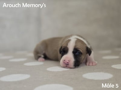 Mâle 5 - American Staffordshire Terrier