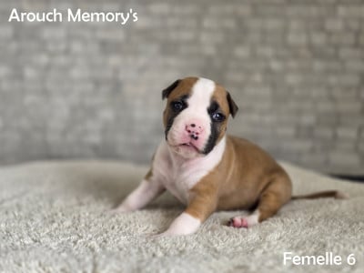 Les chiots de American Staffordshire Terrier
