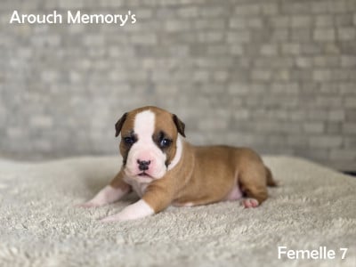 Les chiots de American Staffordshire Terrier