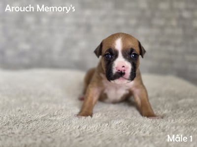 Les chiots de American Staffordshire Terrier