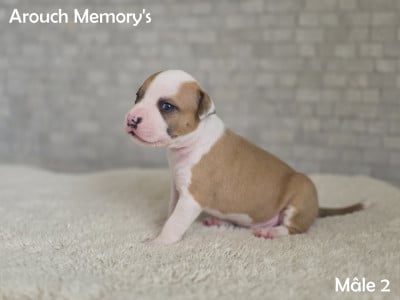 Les chiots de American Staffordshire Terrier