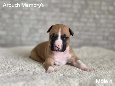 Les chiots de American Staffordshire Terrier