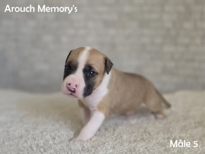 Les chiots de American Staffordshire Terrier