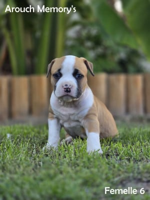Les chiots de American Staffordshire Terrier